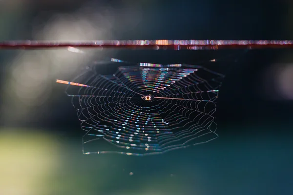 Arco-íris em uma teia de aranha — Fotografia de Stock