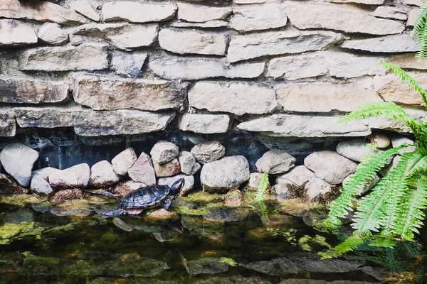 Kırmızı kulaklı kaplumbağa bir havuzda — Stok fotoğraf