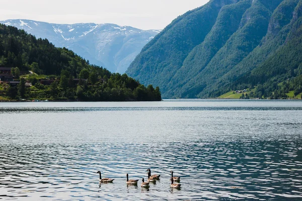Wilde ganzen in de fjord — Stockfoto
