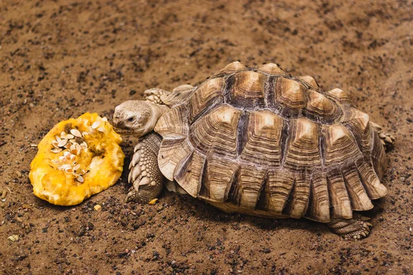 African Spurred Tortoise eat a pumpkin — Stock Photo, Image