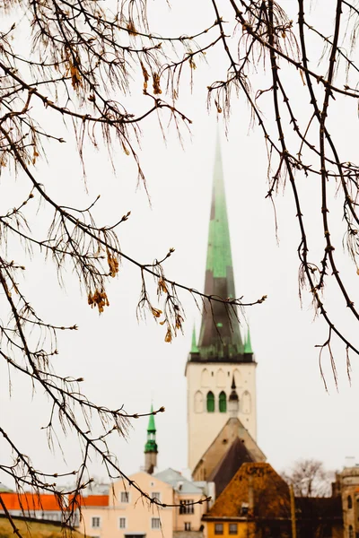 Tree branches, Old Tallinn in the background and the Church of St. Olaf — Stock Photo, Image