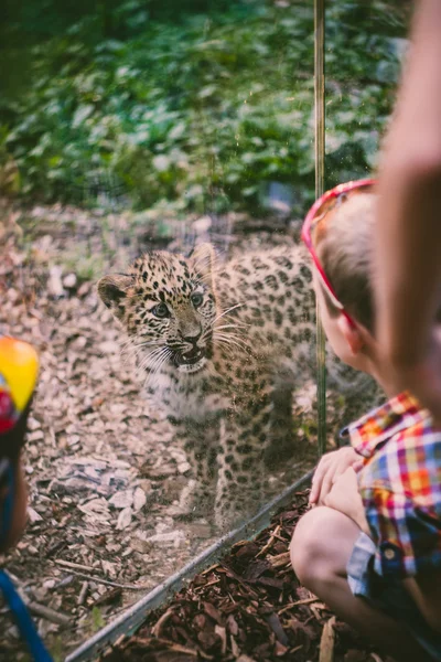 Leopard cub and kids at the zoo — Stock Photo, Image