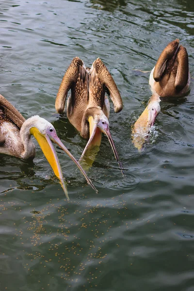 Tre pellicani che mangiano — Foto Stock