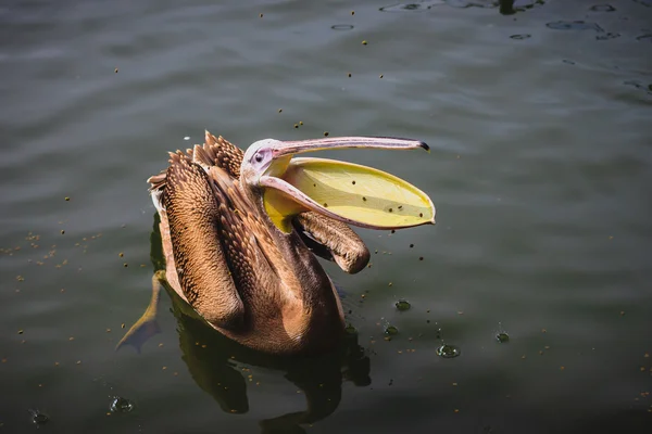 Brown Pelican cattura di cibo — Foto Stock