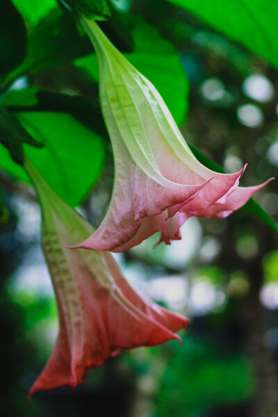 Цветущий розовый Датура
