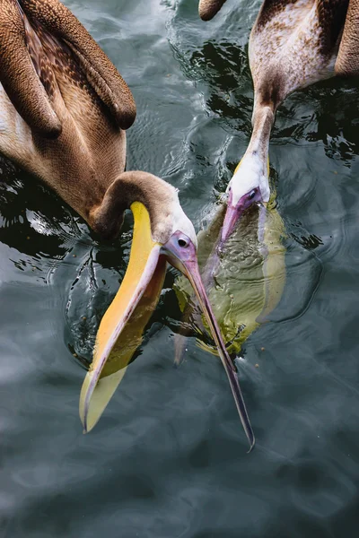 Dois pelicanos comendo Fotos De Bancos De Imagens