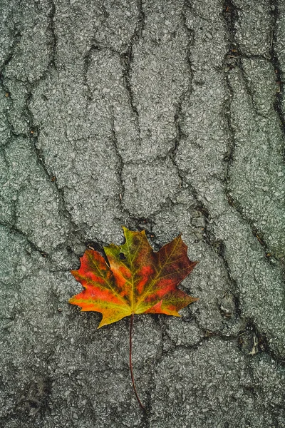 Autumn maple leaf on cracked asphalt — Stock Photo, Image