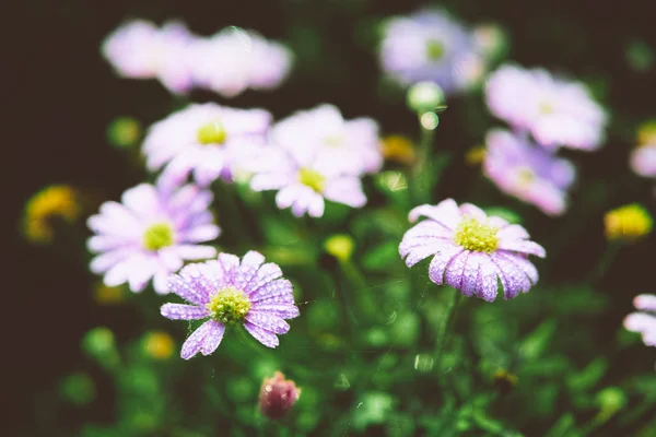 Aster on a flowerbed — Stock Photo, Image