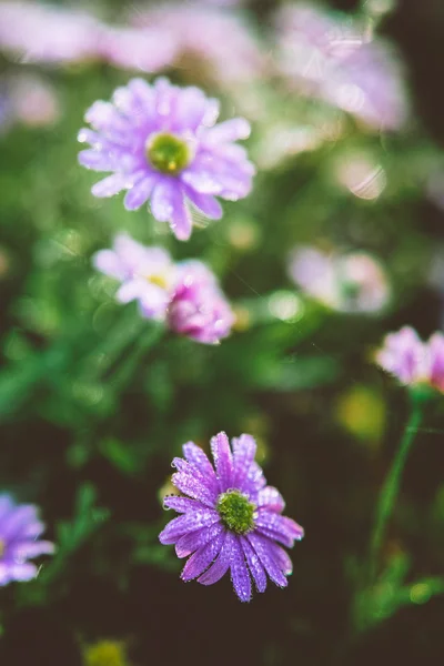 A virágágyás Aster — Stock Fotó