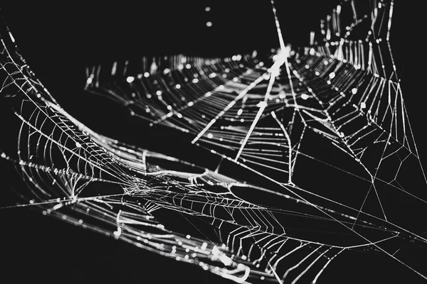 Δύο spiderwebs σε μαύρο και άσπρο Εικόνα Αρχείου