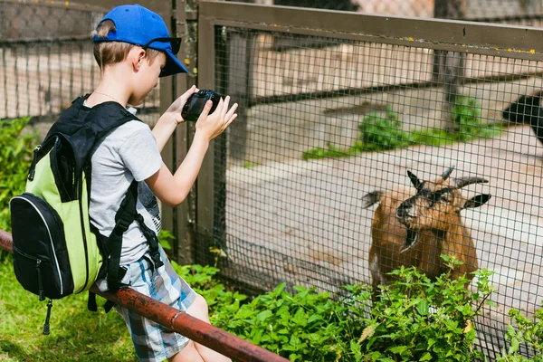 Rapaz faz uma foto de uma cabra — Fotografia de Stock
