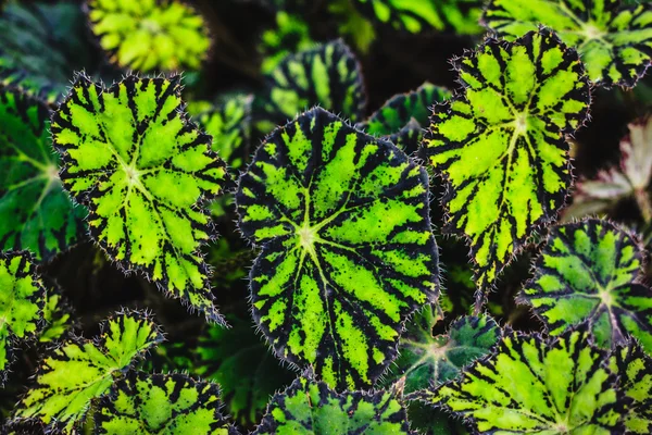 Leaves of decorative Begonia — Stock Photo, Image