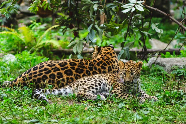 Amur Leoparden - Mutter und Junges lizenzfreie Stockbilder