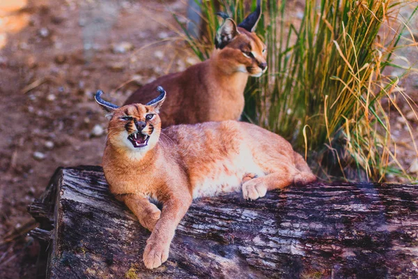 Brullende karakal of woestijn lynx — Stockfoto