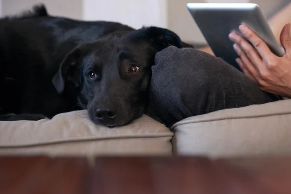 Собака висить на дивані зі своїм власником людини — стокове фото