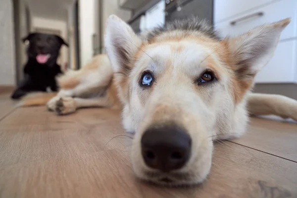 Roztomilý portrét husky ležící na podlaze — Stock fotografie