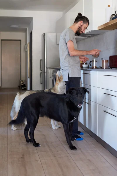 Человек-хипстер и собаки дома — стоковое фото