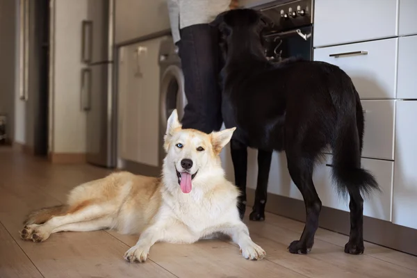 A padlón feküdt boldog kutyaszán-pet — Stock Fotó