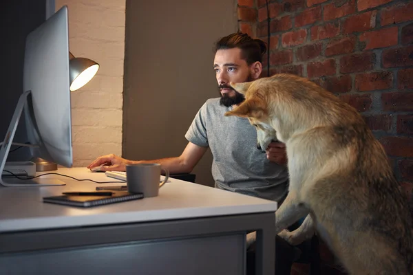 Hund sucht die Aufmerksamkeit seines Besitzers am Schreibtisch — Stockfoto