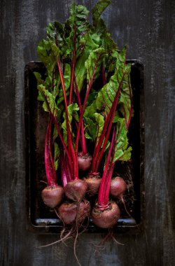 Koyu arka planda taze hasat pancar