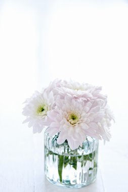 Cam vazo içinde pembe krizantem