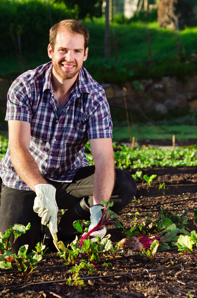 Happy farmer smiling and harvesting organic vegetables