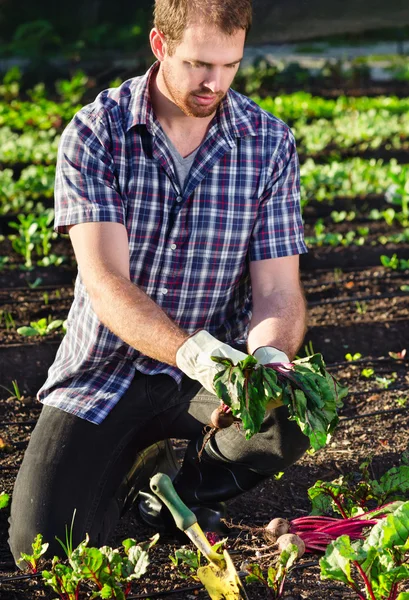 Agricultor colhendo beterraba na horta — Fotografia de Stock