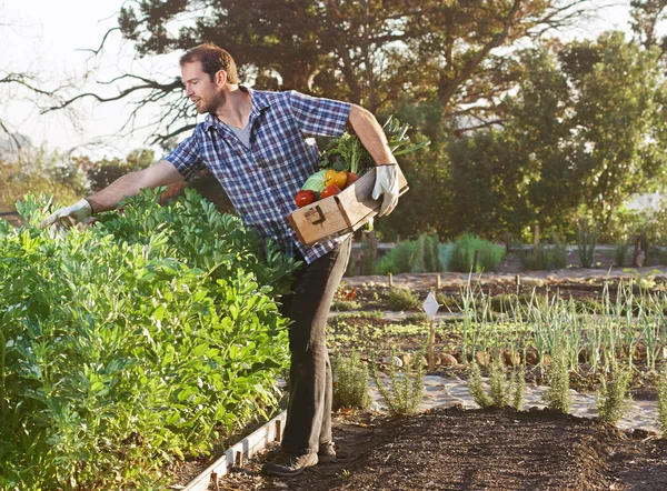 Agriculteur sur une ferme biologique durable locale — Photo