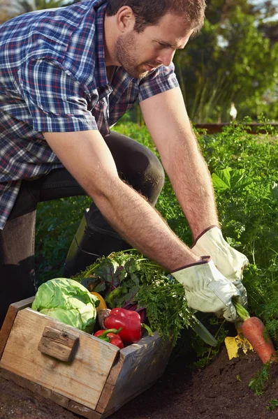 Agricoltore in un'azienda agricola biologica sostenibile locale — Foto Stock