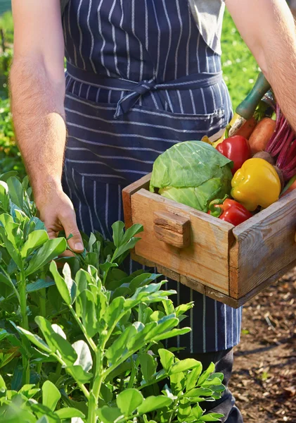 Chef harvesting at local organic farm — Stock Photo, Image