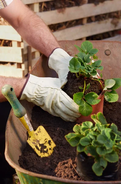 Jardinería, trasplantes y macetas — Foto de Stock