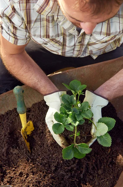 Jardinería, trasplantes y macetas — Foto de Stock