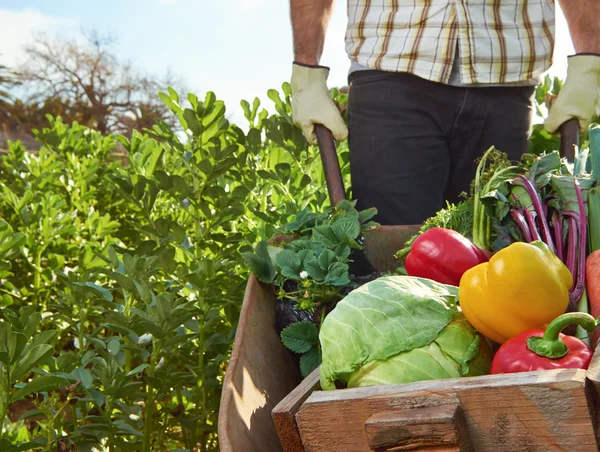 Agriculteur sur une ferme biologique durable locale — Photo