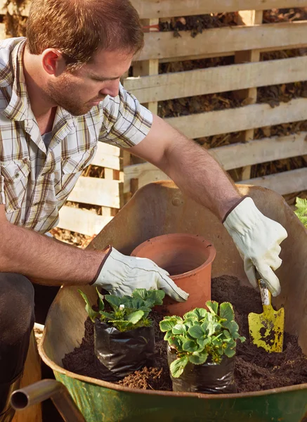 Man trädgårdsskötsel, omplantering och planteringsjord växter — Stockfoto