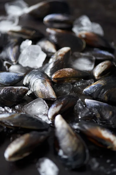 Clean debearded raw mussels — Stock Photo, Image