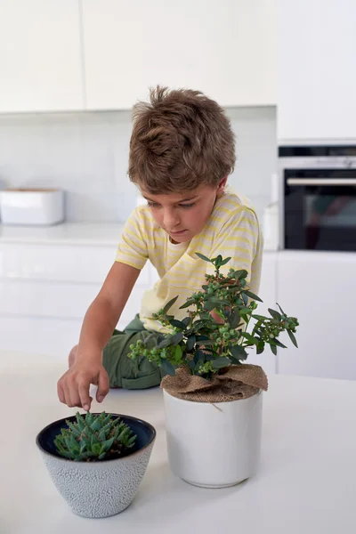 小男孩看着植物在家里 — 图库照片