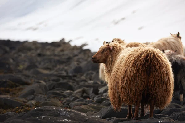 Isländska fåren med tjocka fluffiga ull — Stockfoto