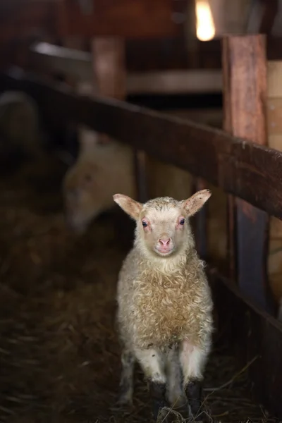 Nyfödda Isländska lamm på en gård — Stockfoto