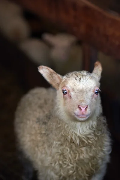 Nyfödda Isländska lamm på en gård — Stockfoto