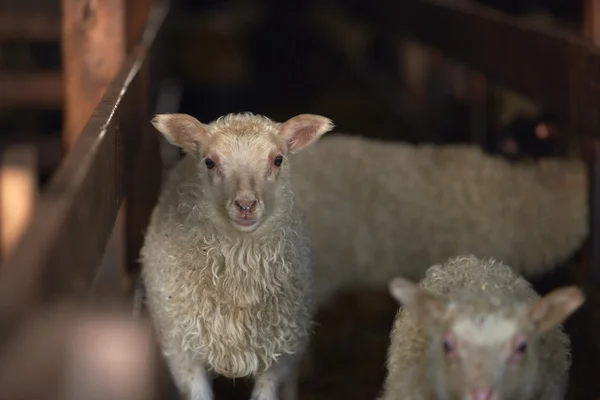 Par av isländska lammet baby får — Stockfoto