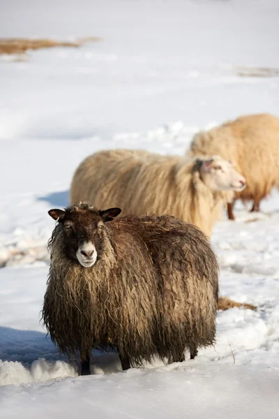 Isländska fåren med tjocka fluffiga ull — Stockfoto