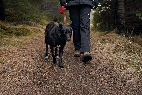 Ιδιοκτήτης παίρνει σκύλο έξω για μια βόλτα στο δασικό πάρκο — Φωτογραφία Αρχείου