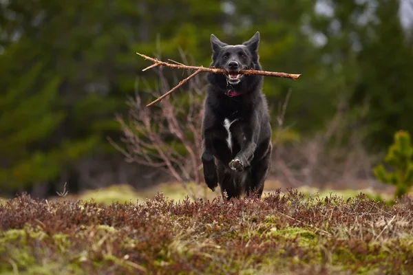 Evde beslenen hayvan köpek sahibi doğru çalışır — Stok fotoğraf