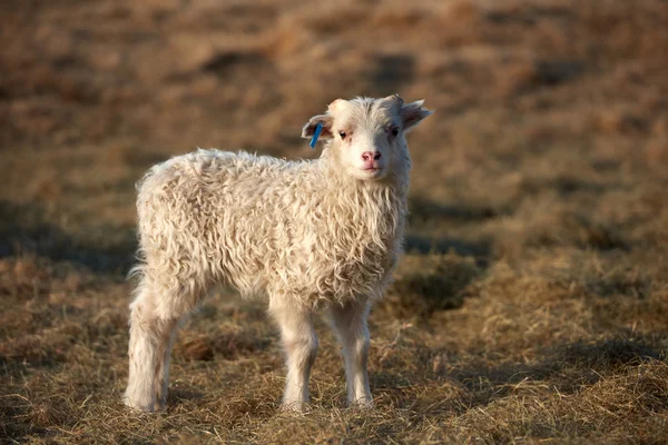 Carino agnello islandese in piedi in un campo — Foto Stock