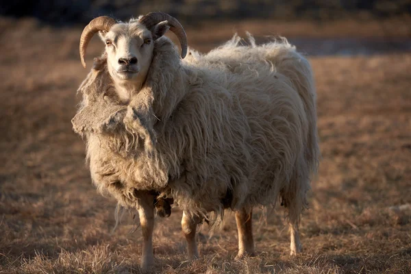 Porträtt av en isländsk får ram — Stockfoto