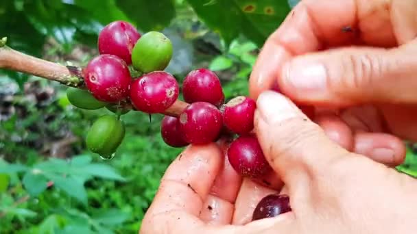 Mãos Pegando Café Fazenda — Vídeo de Stock