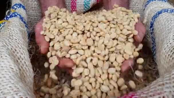 Hands Picking Coffee Farm — Stock Video