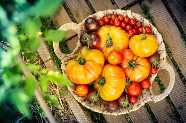 Harvest Red Orange Tomatoes Basket — Stock Photo, Image