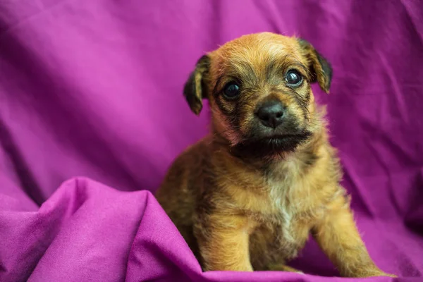 紫の生地の折り目でかわいい子犬 — ストック写真