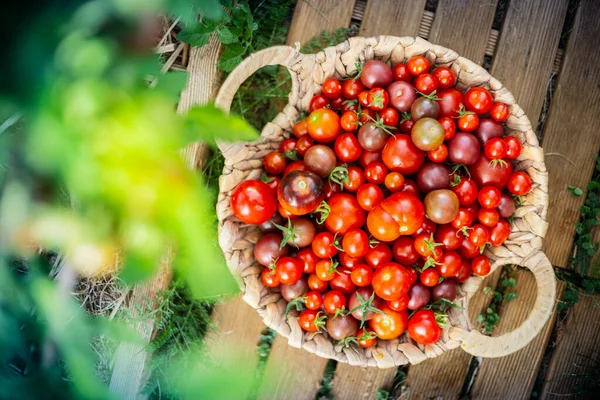 Harvest Cherry Tomatoes Basket — Stock Photo, Image